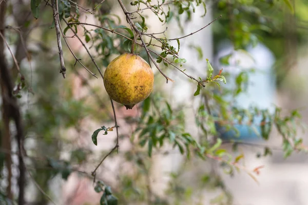 Romegranate Плоди Дереві Гілки Саду Кольорове Зображення Місцем Тексту Крупним — стокове фото