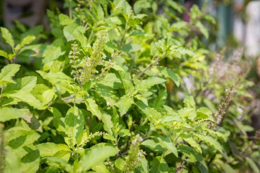 Kutsal fesleğen, kutsal fesleğen. Tayland fesleğeni, Ocimum ibadethane L, yeşil yapraklar ve küçük Ocimum tenuiflorum çiçekleri (Tayland fesleğeni, tulsi)