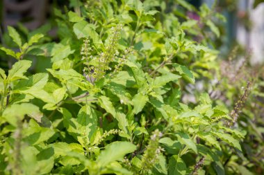 Kutsal fesleğen, kutsal fesleğen. Tayland fesleğeni, Ocimum ibadethane L, yeşil yapraklar ve küçük Ocimum tenuiflorum çiçekleri (Tayland fesleğeni, tulsi)