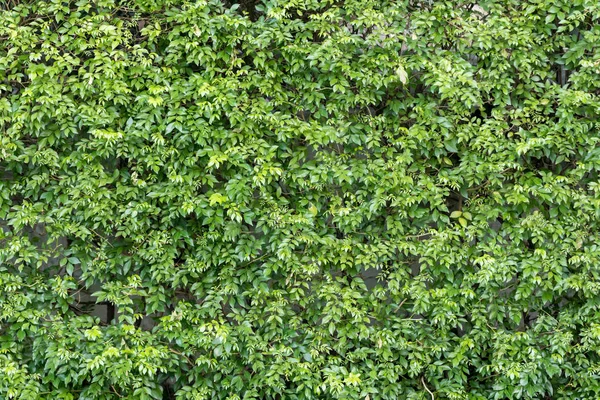 Herb Wall Plant Wall Natural Green Wallpaper Background Nature Wall — Stock Photo, Image