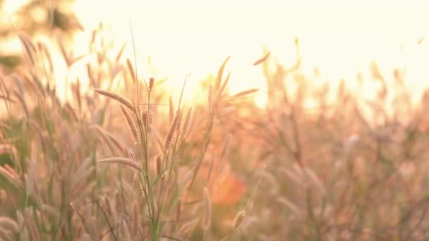 Underbara Landskap Från Fältet Fjäder Gräs Kväll Sunset Silhuetten Fridfull — Stockvideo