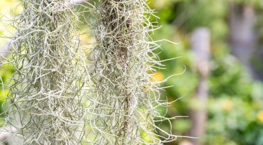 İspanyol yosunu tarafından oluşturulan doğal 'perde'. İspanyol yosunu yakın. Gri doğal arka plan. Tillandsia usneoides doğa bulanık arka plan. Tillandsia usneoides ananas ailesinde bir bitkidir.