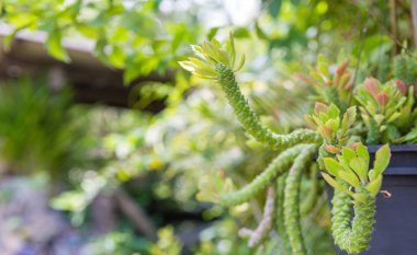 Bahçede güneş ışığı ile tencerede Süs Kenevir Kaktüs. bahçede monadenium bitki , Zimbabve flora.