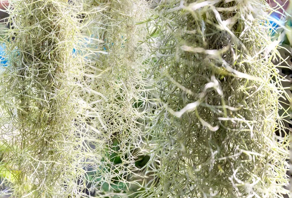 Natural 'curtain' formed by Spanish moss. Spanish moss close up. Grey natural background. Tillandsia usneoides nature blurred background. Tillandsia usneoides Is a plant in the pineapple family.