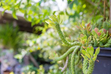 Bahçede güneş ışığı ile tencerede Süs Kenevir Kaktüs. bahçede monadenium bitki , Zimbabve flora.