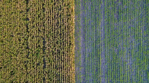 Aerial Top View Different Agriculture Fields Countryside Spring Day Drone — Stock Photo, Image