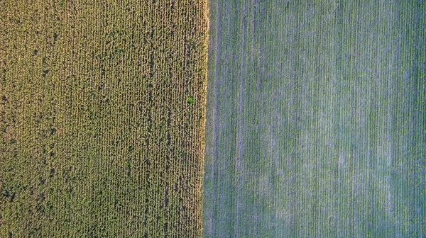 春天里 空中俯瞰着农村不同的农田 无人机射中了玉米地的最高景 玉米地 绿色的玉米茎和穗 在玉米植物上方的无人驾驶飞机照片 — 图库照片