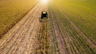 Mısır tarlalarında hava manzaralı biçerdöverler çalışıyor. Havadan tarlalar hasat ediliyor. Geniş buğday tarlasında çalışan kombinasyonun hava görüntüsü. Tatlı mısırla doldurulmuş mısırla birleştir.