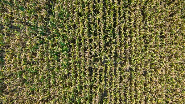 Aerial top view of a different agriculture fields in countryside on a spring day. Drone shot Top view of corn field. Corn field of green corn stalks and tassels, aerial drone photo above corn plants.