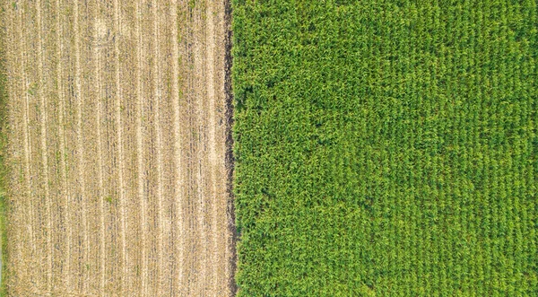 緑と茶色のフィールドの半分に分かれています 植え付け前の土壌の空中ビュー行 背景のために調製耕されたフィールド内のサトウキビ農場パターン 植栽のために準備された耕地内の行パターン — ストック写真