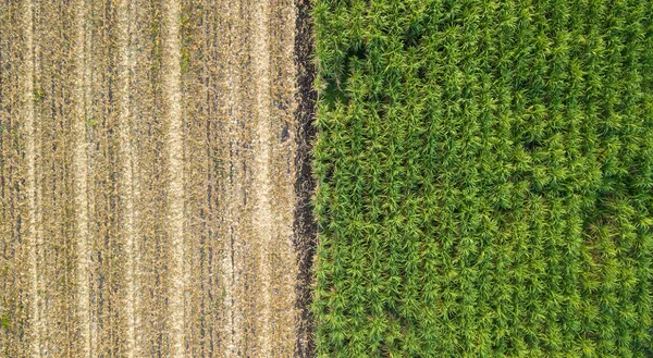 绿地和褐色地分成两半 种植前空中观察一排排的土壤 耕地中的甘蔗种植模式为背景作准备 准备播种的耕地中的排种模式 — 图库照片