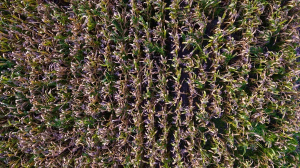 Aerial top view of a different agriculture fields in countryside on a spring day. Drone shot Top view of corn field. Corn field of green corn stalks and tassels, aerial drone photo above corn plants.