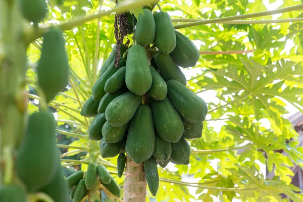 Organic green papaya on tree. Nature fresh green papaya on tree with fruits in nature landscape. Papaya tree and bunch of fruits.