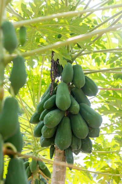 Organic green papaya on tree. Nature fresh green papaya on tree with fruits in nature landscape. Papaya tree and bunch of fruits.