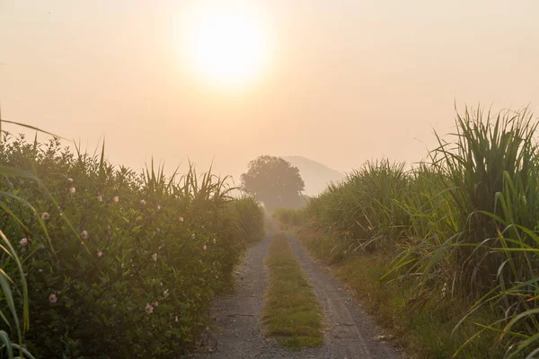 Sunset over sugar cane field. Road in Sugarcane farm and Sunrise. Sugarcane, agriculture economy. sugar cane fields,