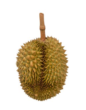 Beyaz arka plana taze Durian meyvesi yerleştirilmiş. Meyvelerin kralı Durian. Beyaz arka planda sarı renk var. Tatlı tatlı ya da Tayland 'da atıştırmalık için olgun durian tropikal meyve yazı