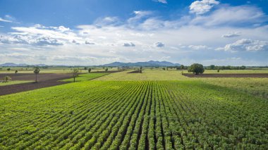 Cassava 'nın hava manzaralı sıraları çiftlik deseninde. Arkaplan için alanı kopyala. Havadan bakıldığında bebek manyok veya manyok tarı sahada. Doğal arkaplan için Cassava alanı İHA ile fotoğraf çek.