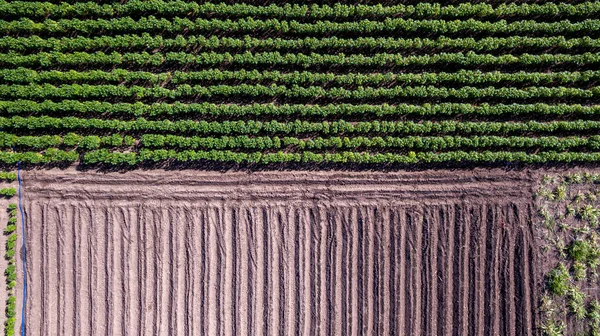 Воздушный Обзор Рядов Почвы Перед Посадкой Детская Маниока Маниока Растительного — стоковое фото