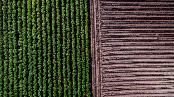 Vista Aérea Filas Suelo Antes Plantar Patrón Granja Mandioca Mandioca — Foto de Stock