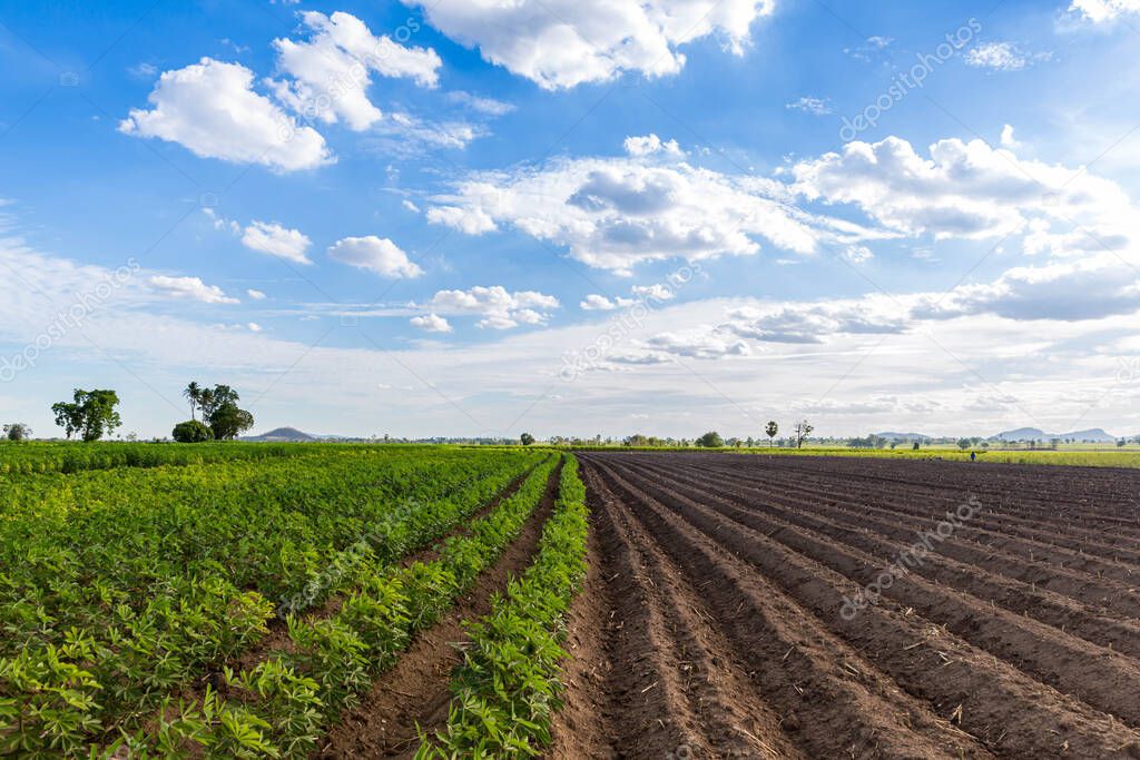 Rows of soil before planting and Rows of young cassava plant in countryside farmland . Baby cassava or manioc plant farm pattern in a plowed field prepared. 