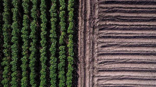 Aerial View Rows Soil Planting Baby Cassava Manioc Plant Farm — Stock Photo, Image