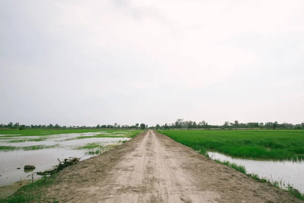 Проход Рисовых Плантаций Между Рисовыми Плантациями Рисовыми Полями Фон Горы — стоковое фото