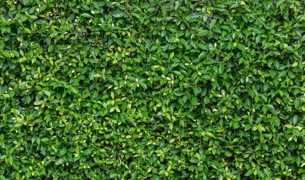 Herb wall or plant wall , natural green wallpaper and background. nature wall.