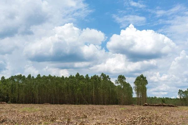 Знищення Навколишнього Середовища Область Незаконного Вирубування Лісів Рослинності Вид Вирубані — стокове фото