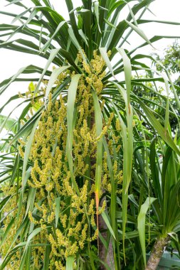 Dracaena loureiri gagnep çiçekleri, Agavaceae çiçekleri. Ağacın üzerindeki Dracaena çiçekleri.