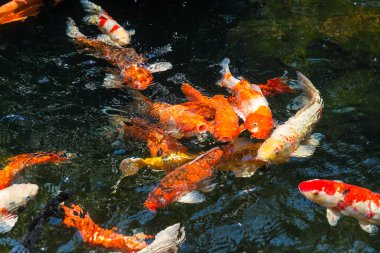 Renkli Koi balığı yüzüşü ve açık ağızla havuzda yemek beklemek arka planda, duvar kağıdında, ekran koruyucusunda, kopyada, metin ekinde, Japonya Geleneksel Sanatı konsept olarak kullanılabilir..