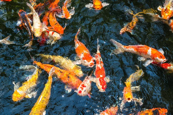 Colorful Koi Fish Swimming Open Mouth Waiting Food Pond Can — Stock Photo, Image