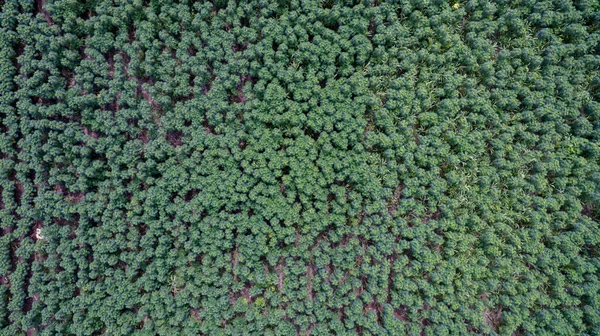 空中观察婴儿木薯或木薯植物在田里 利用木薯种植农田 生物燃料精炼厂生物乙醇 农场中木薯林的空中景观 — 图库照片