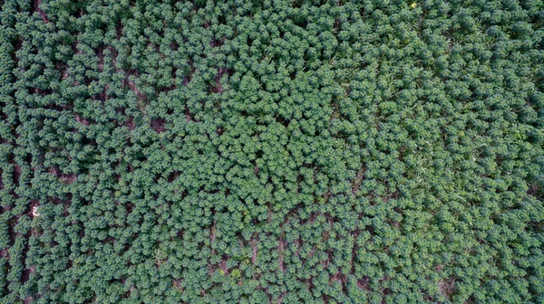 Vista Aérea Bebê Mandioca Mandioca Planta Campo Campo Agrícola Bio — Fotografia de Stock