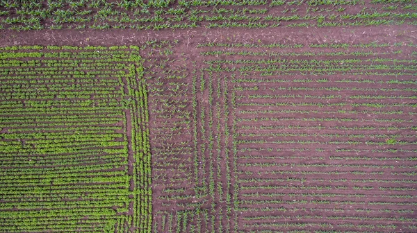 corn field from the top view. Aerial view .Rows of corn field in farmland by drone ( top view).