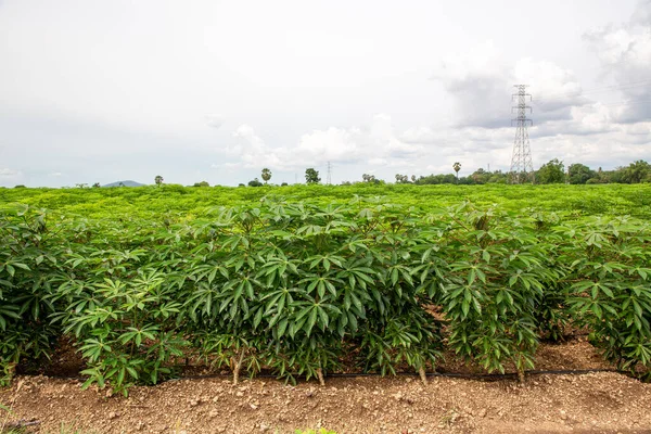 Piantagione Manioca Nel Campo Giovani Germogli Manioca Verde Campo Manioca — Foto Stock