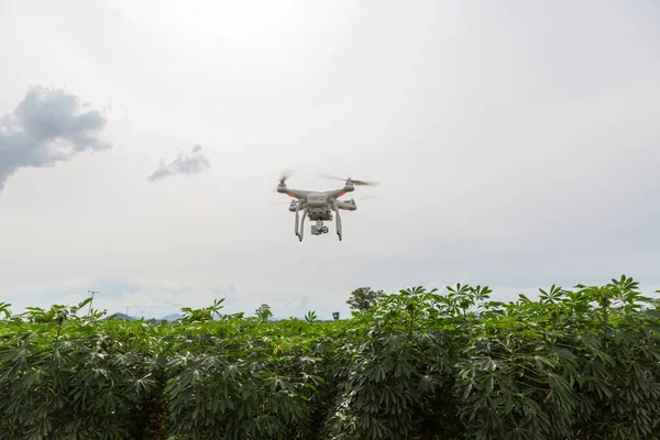 Drone flying over a meadow. Drone on green cassava  field. drone copter flying with high resolution digital camera over a crops field, agriculture concept