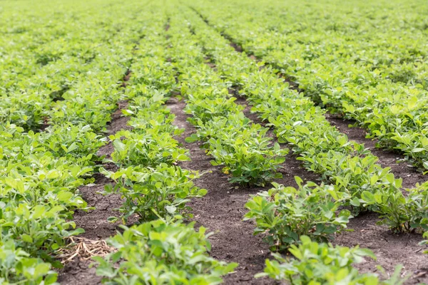 Campo Soja Maduración Verde Paisaje Agrícola Hermosos Campos Soja Verdes — Foto de Stock