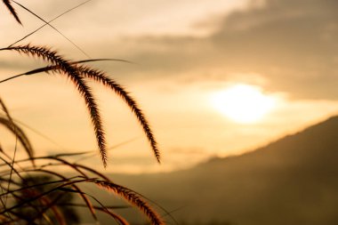 Çimen çiçekleri gün batımında ışık efekti yapar. Çiçek çimleri ve sabah gündoğumu arka planı. Çimenlikteki çim çiçekleri gün ışığında .