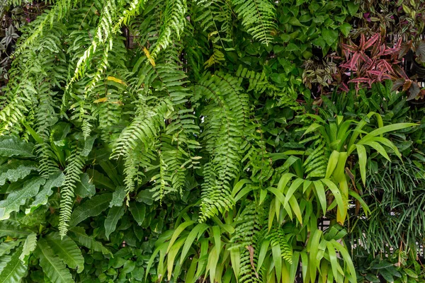 Ściana Ziołowa Ściana Rośliny Naturalna Zielona Tapeta Tło Ściana Natury — Zdjęcie stockowe
