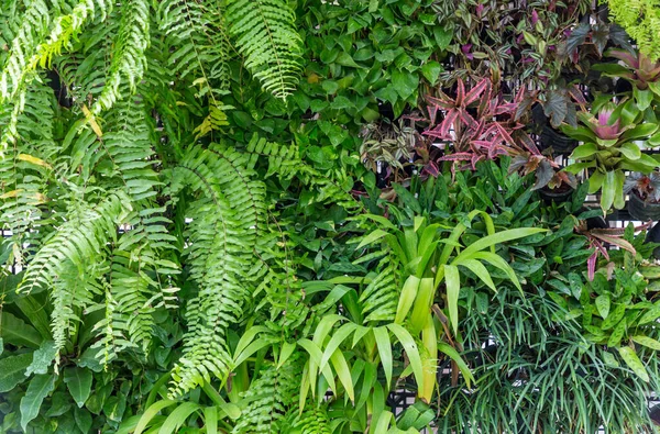 Herb wall, plant wall, natural green wallpaper and background. nature wall.