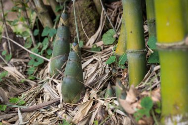 Yağmur ormanında bir tutam bambu. Bambu filizi. Tarım bambu çiftliğinde genç bambu filizleri..
