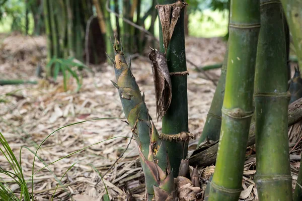 Tiro Bambu Floresta Tropical Broto Bambu Brotos Bambu Jovens Agricultura — Fotografia de Stock