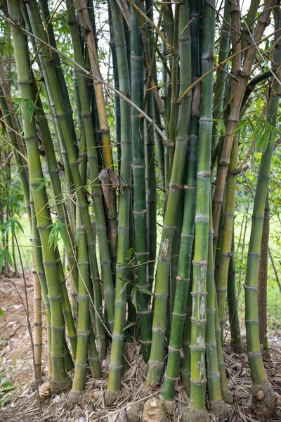 Bamboo tree. Green bamboo in the summer garden.