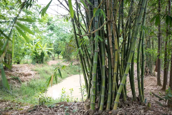 Bamboo tree. Green bamboo in the summer garden.