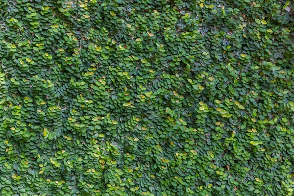 Bitki duvarı, bitki duvarı, doğal yeşil duvar kağıdı ve arka plan. Doğa duvarı.
