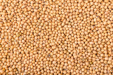 Sarı soya fasulyesi. Arka planda soya fasulyesi deseni var. Çiğ susuz soya fasulyesi dokusu arka plan görünümü.