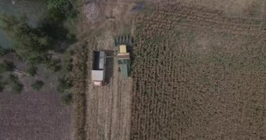 Mısır tarlalarında hava görüntüsü biçerdöverleri çalışıyor.