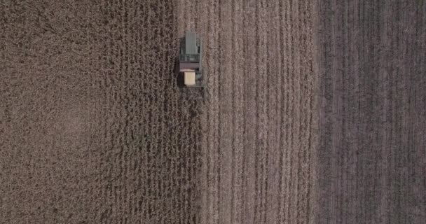 Aerial View Combine Harvesters Working Corn Fields — Stock Video