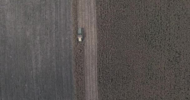 Vedere Aeriană Combine Recoltat Lucrează Câmpuri Porumb — Videoclip de stoc