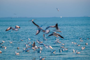 Doğal günbatımı manzaralı siluet seçici odak bir martı martı bulanık sürü ile üzerinde